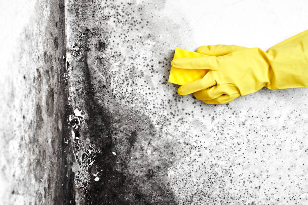 Best Mold Odor Removal Services  in Breckinridge Center, KY